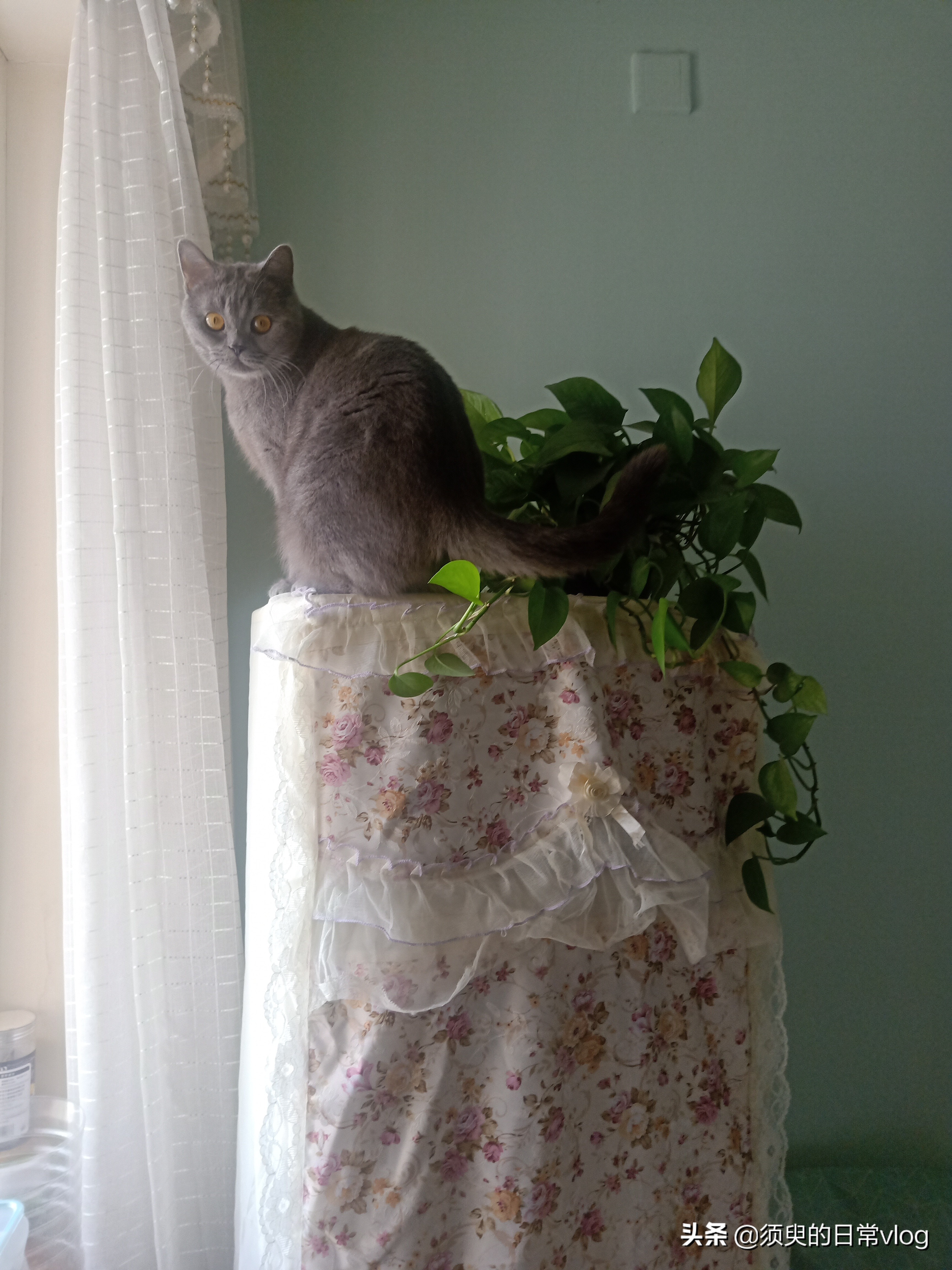 朋友的猫寄养在我家我的猫很凶,猫寄养在别人家有什么禁忌