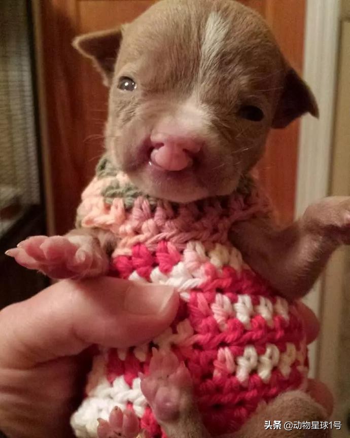 唇腭裂的小狗,唇裂小狗修复了可以养活吗