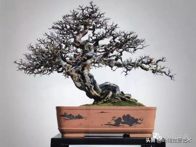 经典雀梅文人树盆景,十年以上的雀梅盆景图及价格