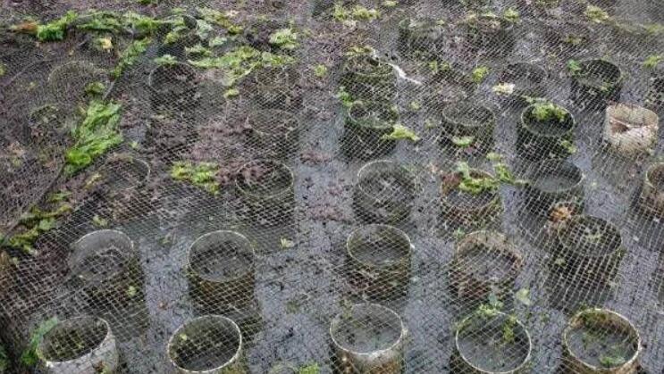 在国外泛滥，我国一度600元一斤，人称“女神蛤”，成高级货