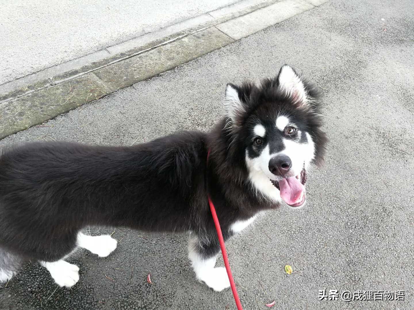 狗狗敏感容易尿怎么调整,换季狗狗肠胃敏感怎么办