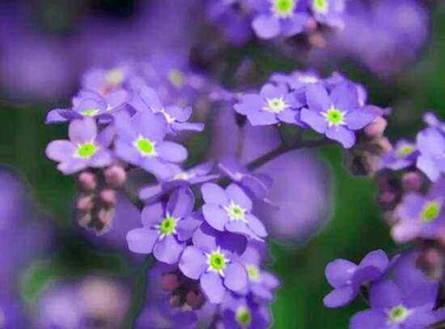 紫色好看的花有哪些,紫色花的魅力