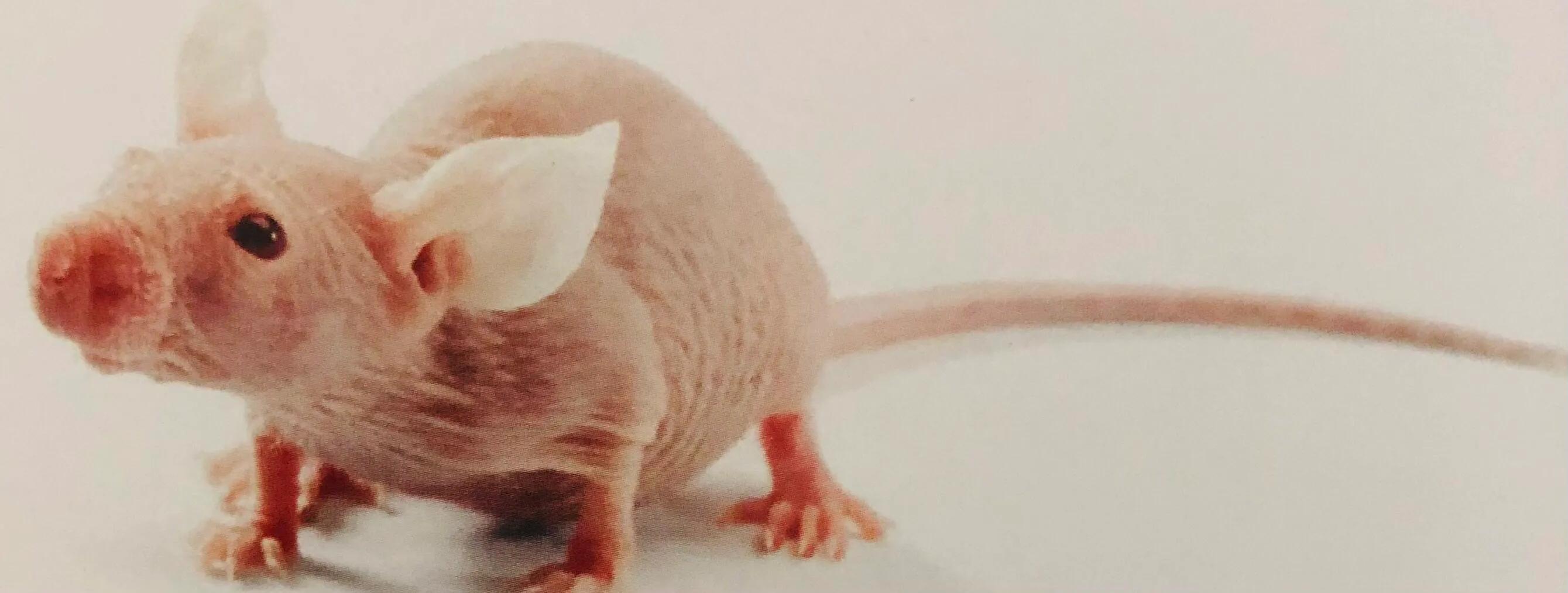 牛棒状杆菌感染的可行性预防措施有哪些？