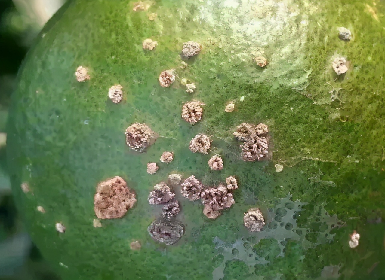 柑橘溃疡病有效防治新进展,柑橘溃疡病的防治方法