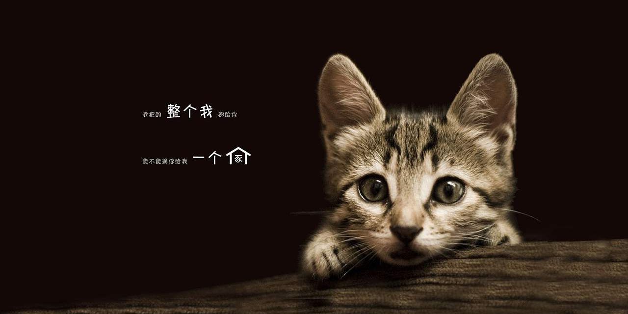 为什么要提倡领养代替买卖,为什么要提倡领养代替购买