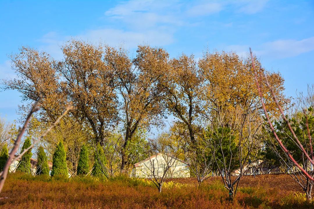 春意盎然北京五大公园,北京区级综合性公园