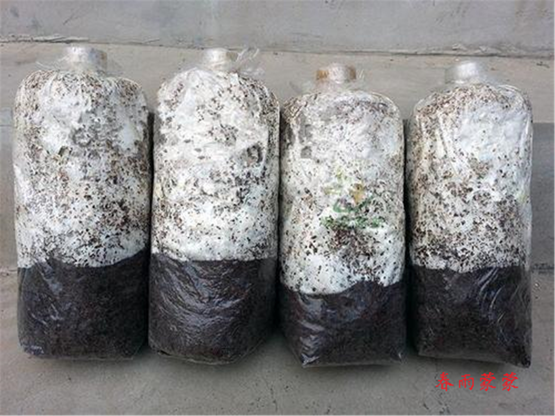 怎么在家用花盆种蘑菇,如何利用家里的一些东西种植蘑菇