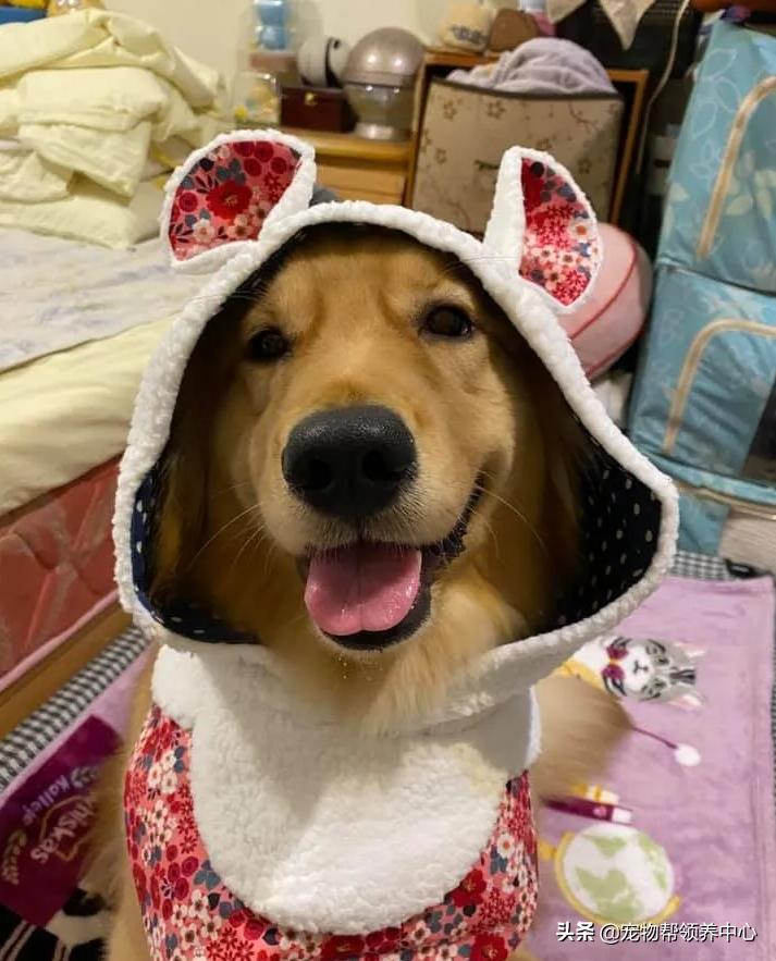 下巴胡须白花花!金毛嘴巴紧闭,双眼无辜卖萌:偶可没有偷吃