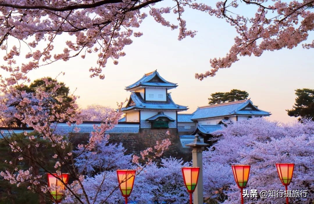 日本樱花季是八月几号,2020年日本樱花花期表