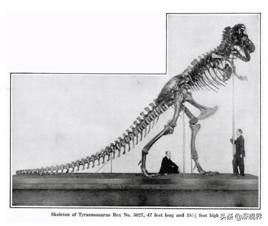 霸王龙进化史完整版,霸王龙进化远古巨霸