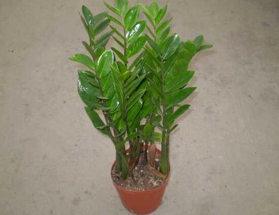 金钱树茎上有黑斑怎么处理,金钱树长虫怎么处理