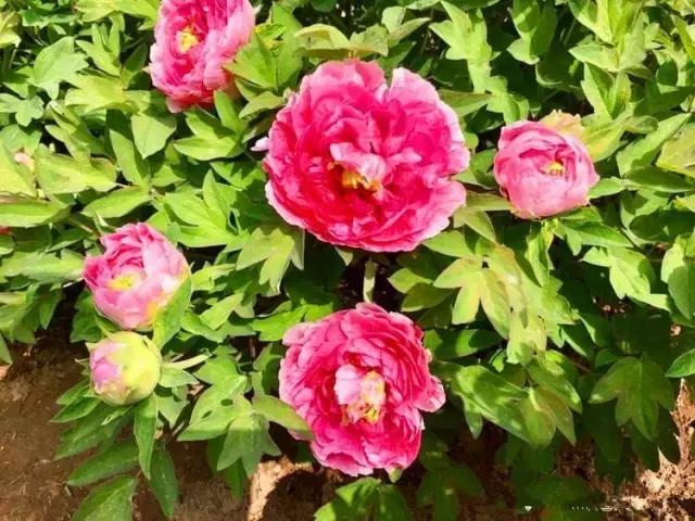 灞卞笀闄勪腑鍒嗘牎,鑿忔辰灞卞笀闄勪腑