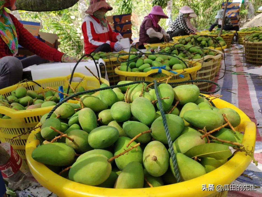 海南小台芒皮薄肉厚甘甜多汁,海南正宗台芒芒果