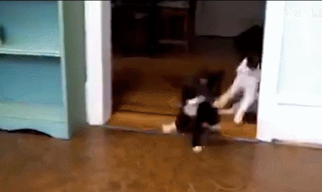 猫咪界干饭王,喵界干饭王