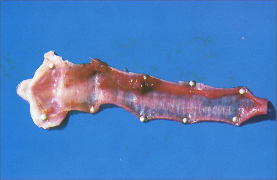 鸡传染性喉气管炎的诊断及防治,鸡传染性喉炎防治方案