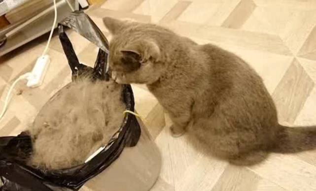 猫毛粘衣服怎么办小妙招教你解决,到处都是的猫毛怎么处理