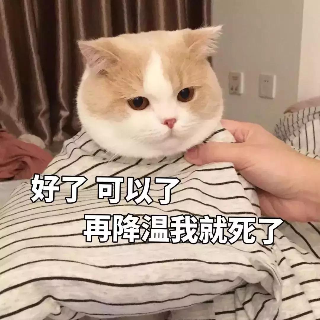 猫咪生病不吃东西只喝水怎么办,猫咪铲屎官的5种表现