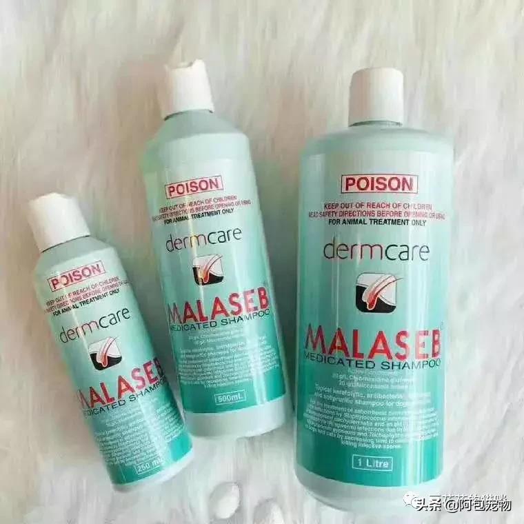 简单有效治疗猫癣的方法,最有效的猫癣治疗方法