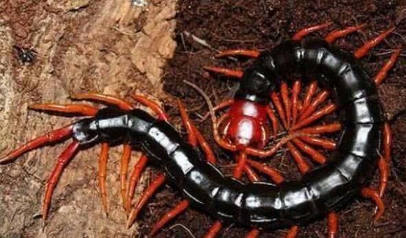 世界上毒性最强的五条蜈蚣,最常见的蜈蚣有几种