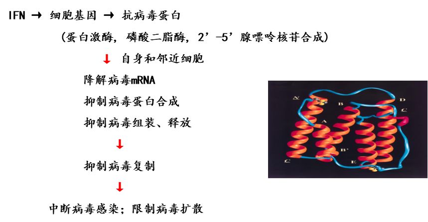 干扰素抗新冠病毒吗,干扰素防控新冠病毒