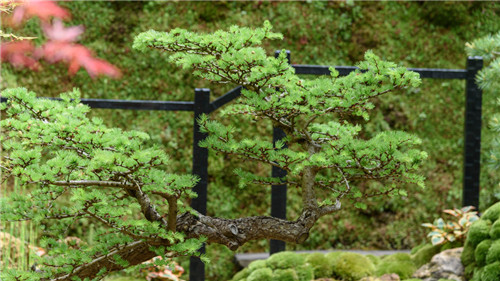 切尔西花展举办,2020年切尔西花展抢先看