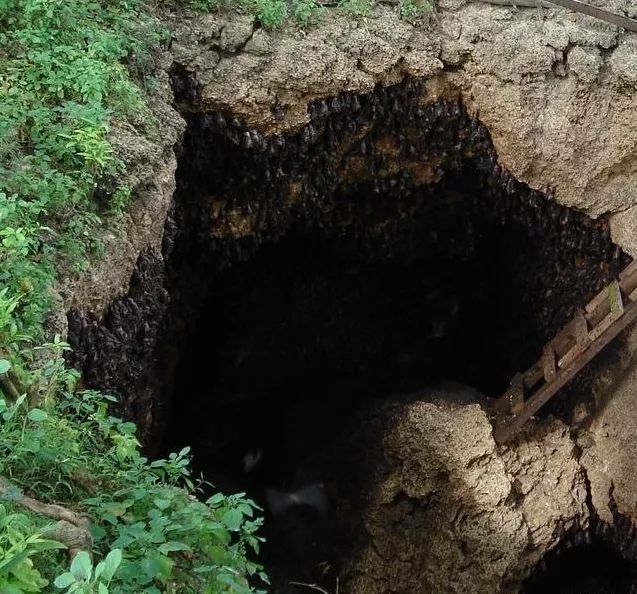 疯狂的蝙蝠什么意思,疯狂的蝙蝠卡组