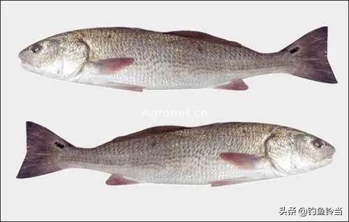 美国红鱼泛滥成灾,红鱼泛滥成灾