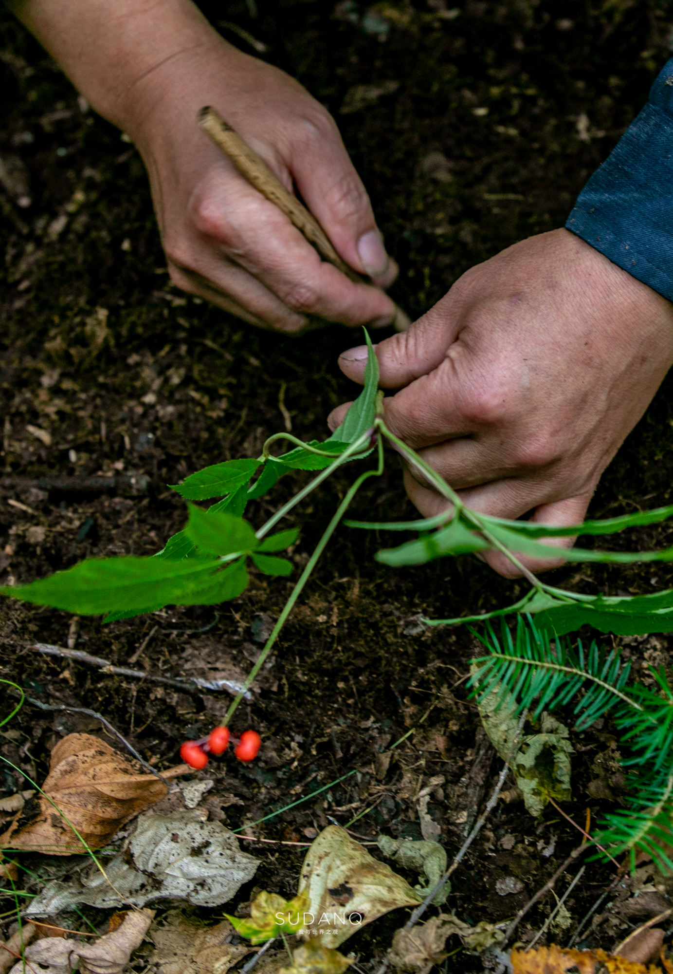 长白山百年野生人参为什么贵,长白山人参最好在哪里