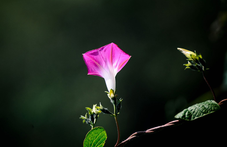 摄影微距技巧,花卉微距摄影技巧