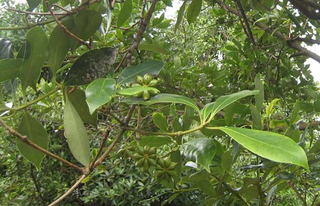 八角的香气是香料中最霸气的,八角和什么香料都具有芳香的气味