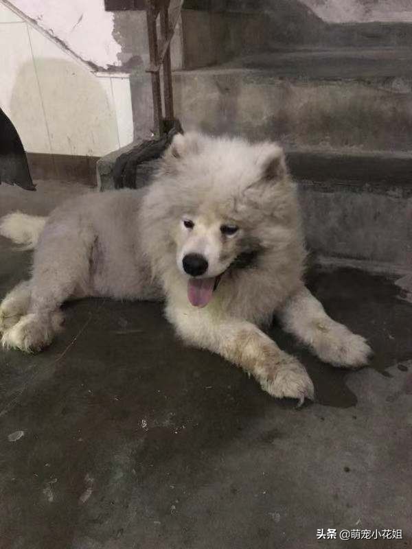 一只萨摩犬被遗弃怎么办,狠心主人遗弃狗狗