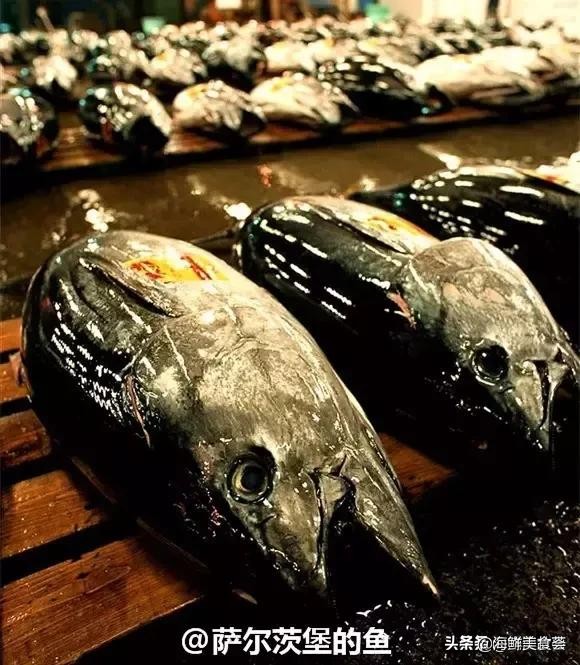 各种寿司纯鲜三文鱼刺身,日本传统寿司都用什么鱼