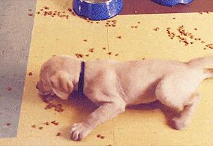 毛孩子吃药吐出来怎么办,毛孩子中毒喝水自救