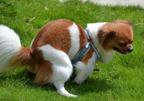 遛狗一定要把狗屎清理干净,遛狗狗屎一般怎么处理