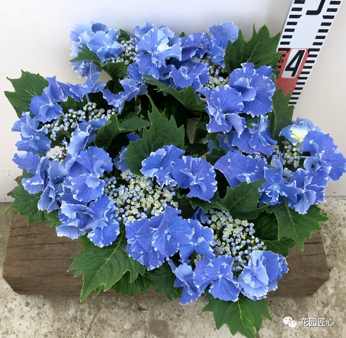 春季绣球叶子发皱怎么回事,夏季绣球老叶子都干枯怎么处理