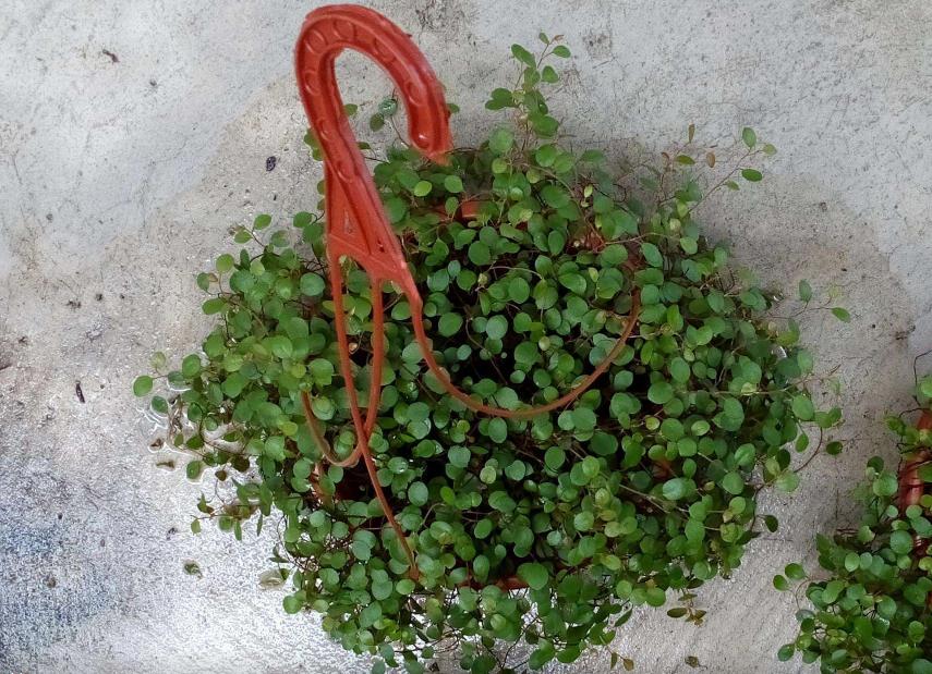 自己种一盆婚纱吊兰,开花白色小花,送女神心意足