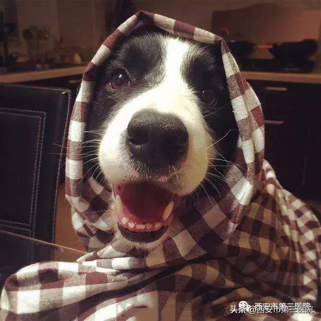 铲屎官的狗是什么品种,狗铲屎官要知道的小知识