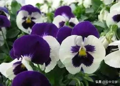 花语大全100种花图片,100种花的花语太全了