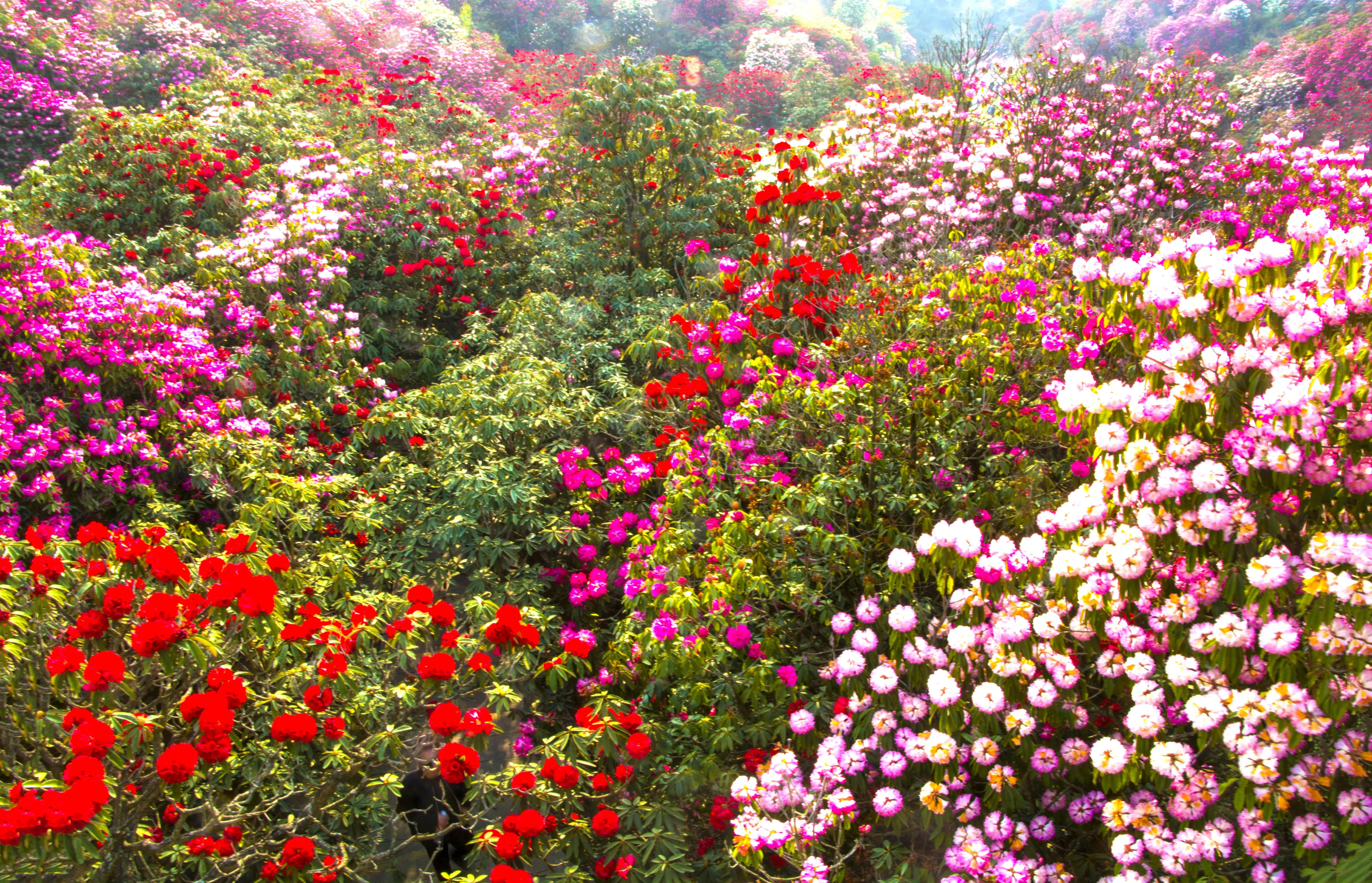 贵州大学1984级管科系同学欢聚毕节录