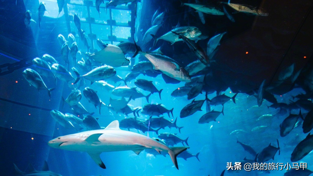 迪拜旅游攻略必去的地方,迪拜游玩全攻略