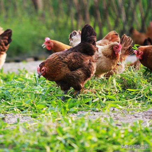 大山里货真价实的土鸡,货真价实农家土鸡