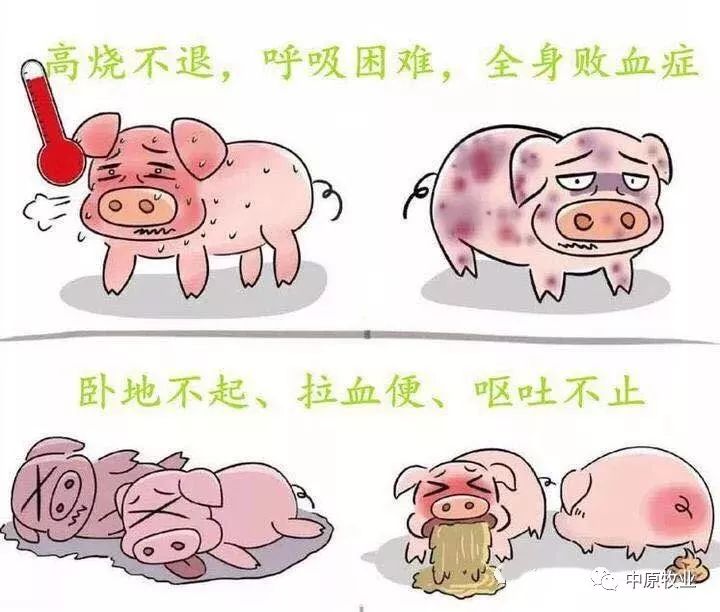 快看!非洲猪瘟终于找到有效的预防方案了,大户都是这样做的