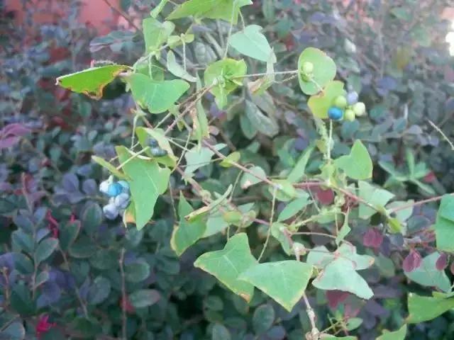 云南特产山货血三七,云南独有的44种野菜