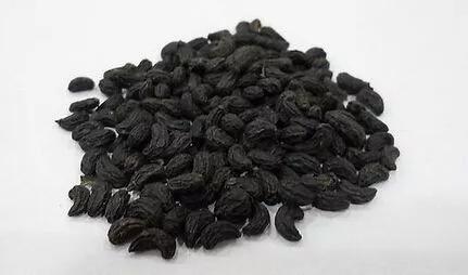 黄芪女贞子,女贞子鉴别方法