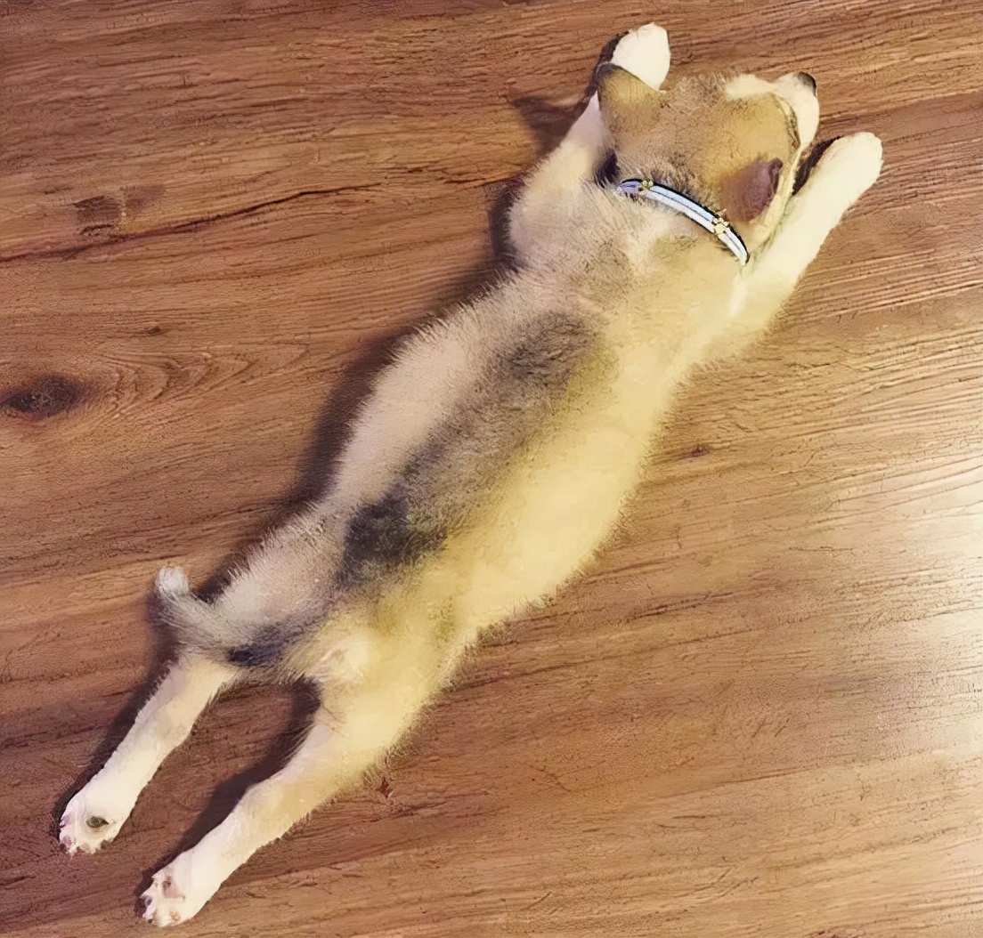 祝狗狗幸福的句子,狗狗的不同睡姿代表什么