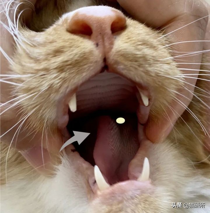 一学就会的喂药秘笈！轻松解决猫咪的吃药难题