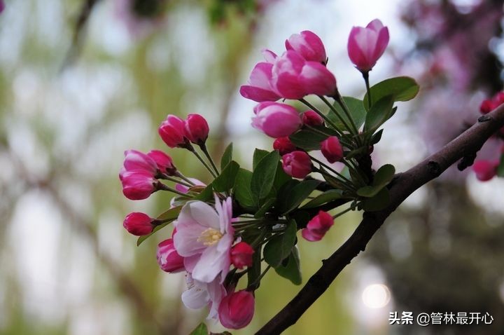 文人骚客喜欢用植物中的什么,古代文人志士喜爱哪些植物