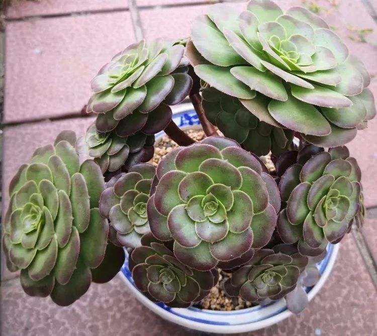 最美的20种多肉,15种最美的多肉