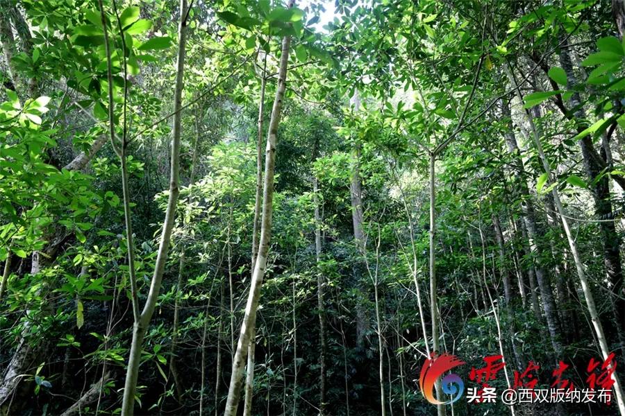 【COP15】西双版纳的她们，让云南濒危蓝果树“子孙满堂”