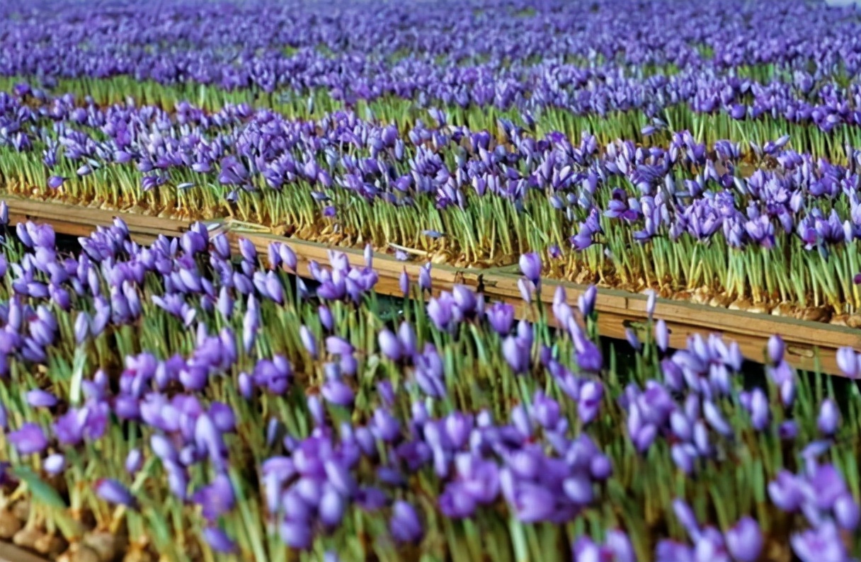 最昂贵的西红花,西红花为什么独贵